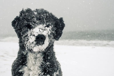 Portrait of dog on snow covered land