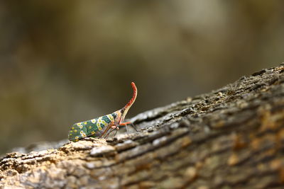 Close-up of insect on rock