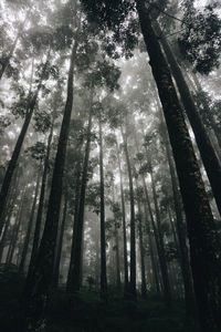 Low angle view of bamboo trees in forest