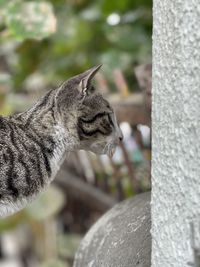 Close-up of a cat