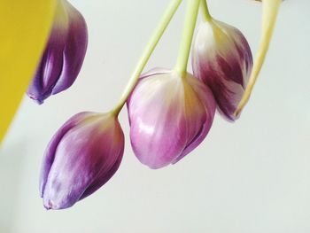 Close-up of flowers over white background