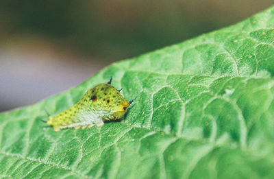 Close-up of insect on leaf