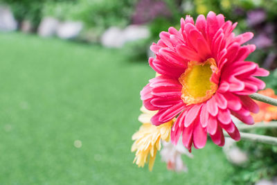 Close-up of pink flower