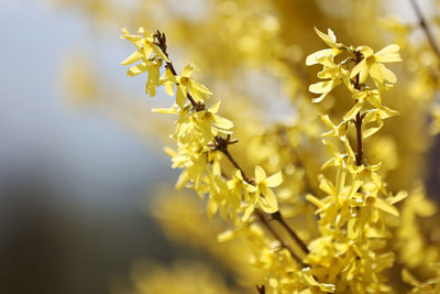 yellow
