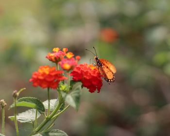 Close-up of butterfly pollinating on flower