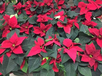 Full frame shot of red leaves on plant