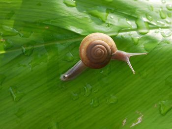 Close-up of snail on green leaves