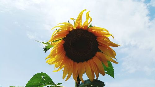 Low angle view of sunflower against sky