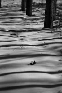 Full frame shot of tree trunk