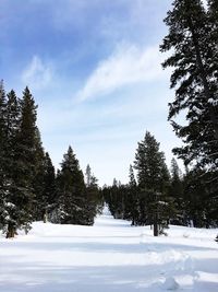 Trees on landscape against sky