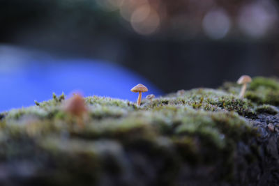 Close-up of mushroom growing on field