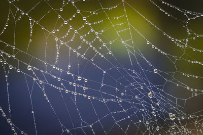 Close-up of dew drops on spider web