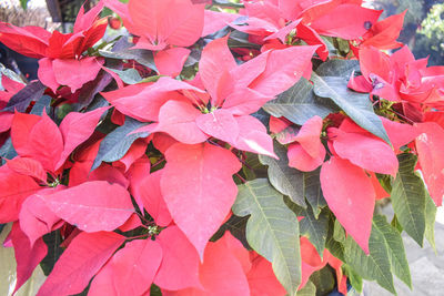 High angle view of red flowering plant leaves