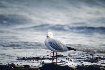 Close-up of seagull perching at beach