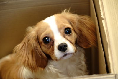 Close-up portrait of dog at home