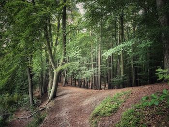 Scenic view of trees in forest