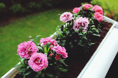 Close-up of pink flowering plant