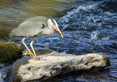 Close-up of gray heron perching on rock by sea