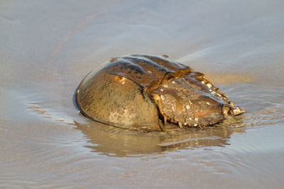 Close-up of crab on beach