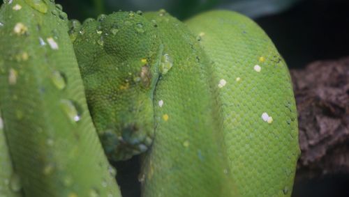 Close-up of green leaves on plant