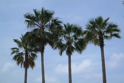 Low angle view of palm trees against blue sky