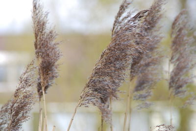 Close-up of plant