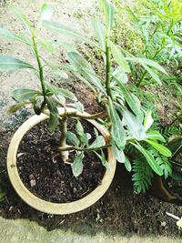 High angle view of plants