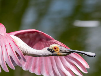 Close-up of insect on pink flower