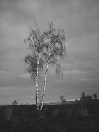 Bare tree on landscape against sky