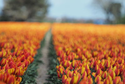 Close-up of tulips on field against sky