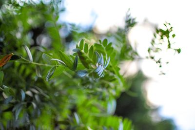 Close-up of plant leaves