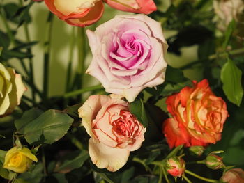 Close-up of rose bouquet