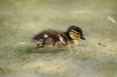 Close-up of young bird