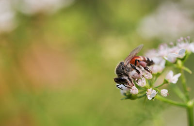 Close-up of bee pollinating on flower