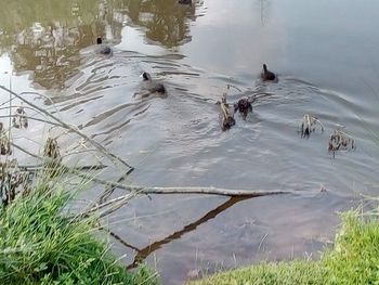 High angle view of ducks swimming in lake