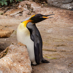 Side view of a penguin on rock
