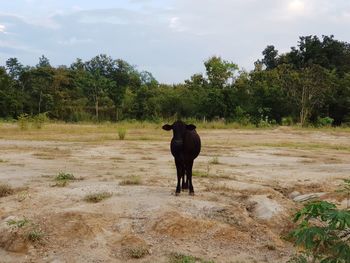 Full length of horse on field against sky