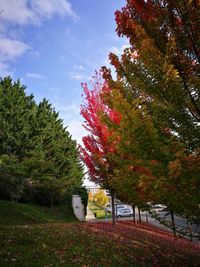 Trees by red grass against sky