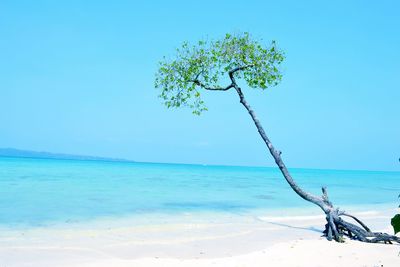 Tree at beach against clear blue sky