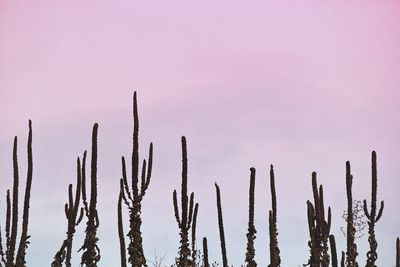 Close-up of cactus plants