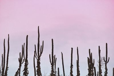 Cactuses growing against sky during sunset