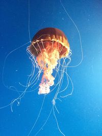 Close-up of jellyfish against blue background