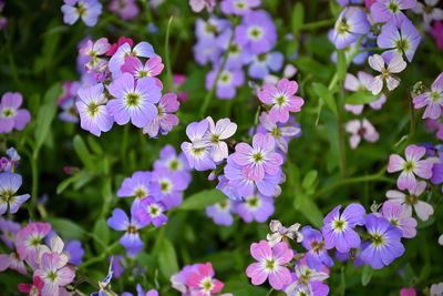 Close-up of purple flowering plants in park