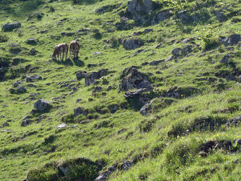 Two cows grazing in the morning light  like reproduced in mirror image