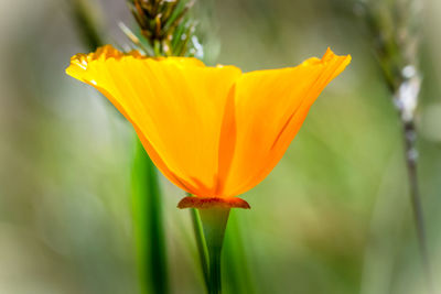 Close-up of orange day lily blooming outdoors
