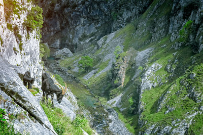 Goats in mountain landscape. cares trekking route, asturias