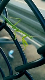 Close up of plant against blurred background