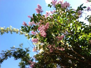 Close-up of pink flowering plant against sky