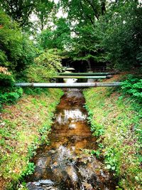 Stream amidst trees in forest