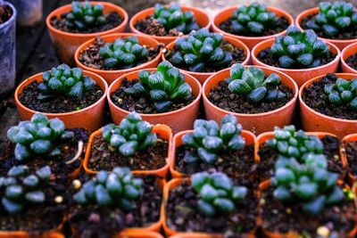 High angle view of potted plants for sale at market stall